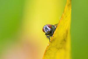 un pequeño mosca insecto en un planta en el prado foto