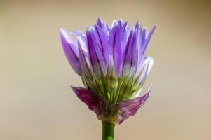 a soft flower blossom in a nature garden photo