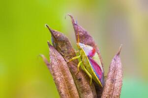 a Small beetle insect on a plant in the meadow photo