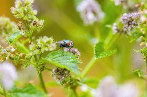 un pequeño mosca insecto en un planta en el prado foto