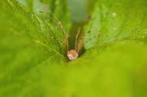 un pequeño araña insecto en un planta en el prado foto