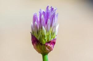 a soft flower blossom in a nature garden photo