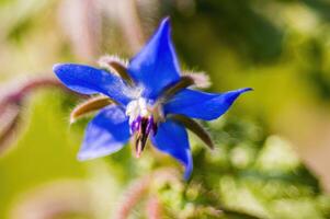 a soft flower blossom in a nature garden photo