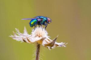 a Little fly insect on a plant in the meadow photo