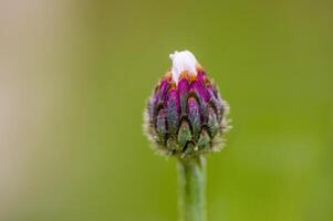 un suave flor florecer en un naturaleza jardín foto