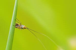 a Small butterfly insect on a plant in the meadow photo