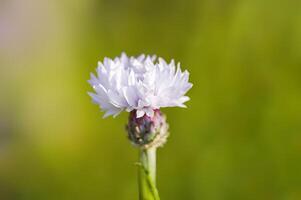 a soft flower blossom in a nature garden photo