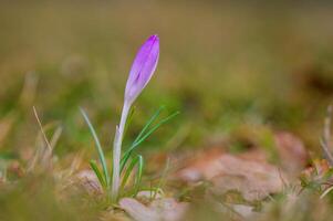 colorful crocus flower bloom in spring photo