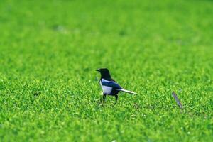 a young magpie in a field photo