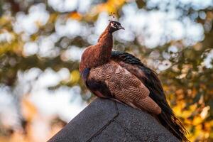 un vistoso masculino azul pavo real foto