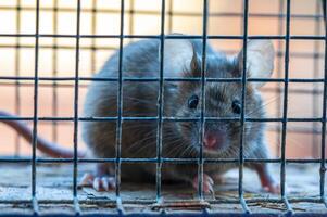 a house mouse in a live trap photo