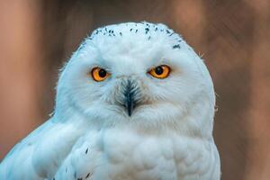 a great white arctic owl photo