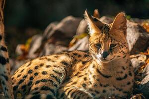 a young serval is lying in the sun photo