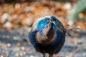 a colorful male blue peacock photo