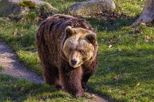 grande marrón oso a naturaleza prado foto