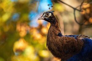 a colorful male blue peacock photo