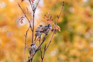 3 sparrows sit on a branch photo