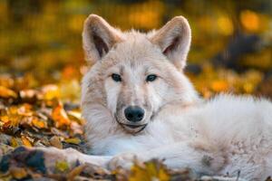 un blanco ártico polar lobo foto