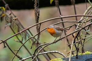 A European robin looking for food photo