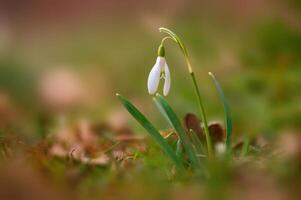 colorful flower bloom in spring photo