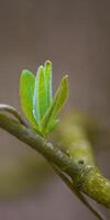 a fresh branch with green leaves in the forest photo