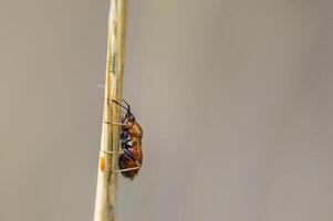 un pequeño escarabajo insecto en un planta en el prado foto