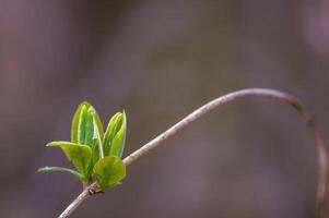 a fresh branch with green leaves in the forest photo