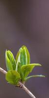 a fresh branch with green leaves in the forest photo