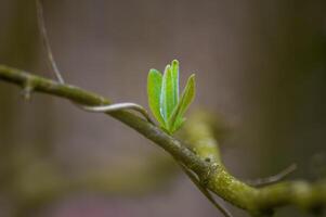 a fresh branch with green leaves in the forest photo