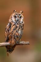 beautiful colorful bird sits and looks photo