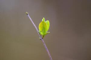 a fresh branch with green leaves in the forest photo