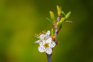 branch with beautiful fresh flowers photo