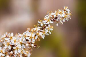 branch with beautiful fresh flowers photo