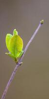 a fresh branch with green leaves in the forest photo