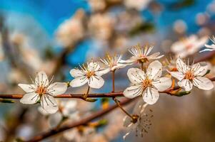 fresh spring blossoms at the beginning of the year photo