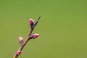 fresh spring blossoms at the beginning of the year photo