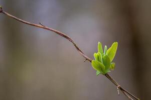 a fresh branch with green leaves in the forest photo