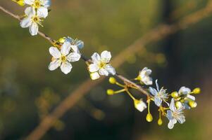 fresh spring blossoms at the beginning of the year photo