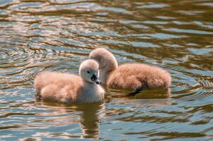 a family of swans on a pond photo