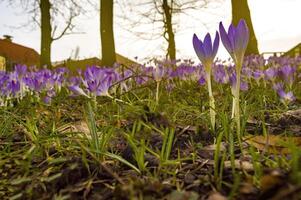 fresh spring flowers at the beginning of the year photo