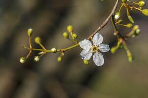 fresh spring blossoms at the beginning of the year photo