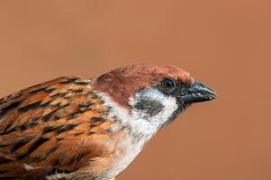 beautiful colorful bird sits and looks photo