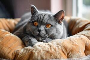 Gray British cat lies on a soft beige bed under the rays of the sun photo