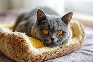 Gray British cat lies on a soft beige bed under the rays of the sun photo