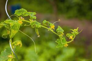 a fresh green cucumber on a plant in the seasonal garden photo