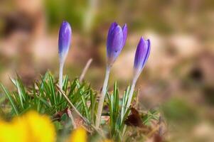 colorful crocus flower bloom in spring photo