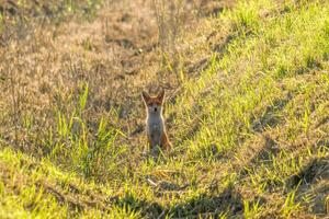 a red fox hunting in a meadow photo