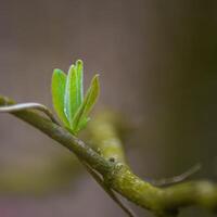 a fresh branch with green leaves in the forest photo