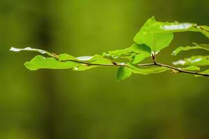 un Fresco rama con verde hojas en el bosque foto