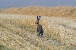 a young hare on a harvested field photo